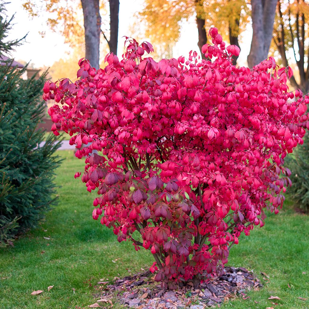Pallesorvarinpensas - Euonymus alatus