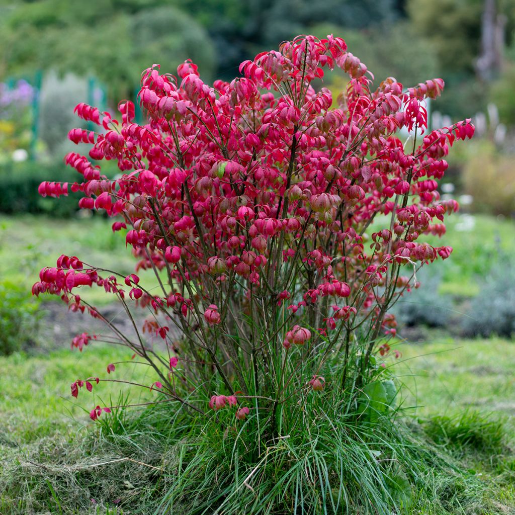 Pallesorvarinpensas - Euonymus alatus