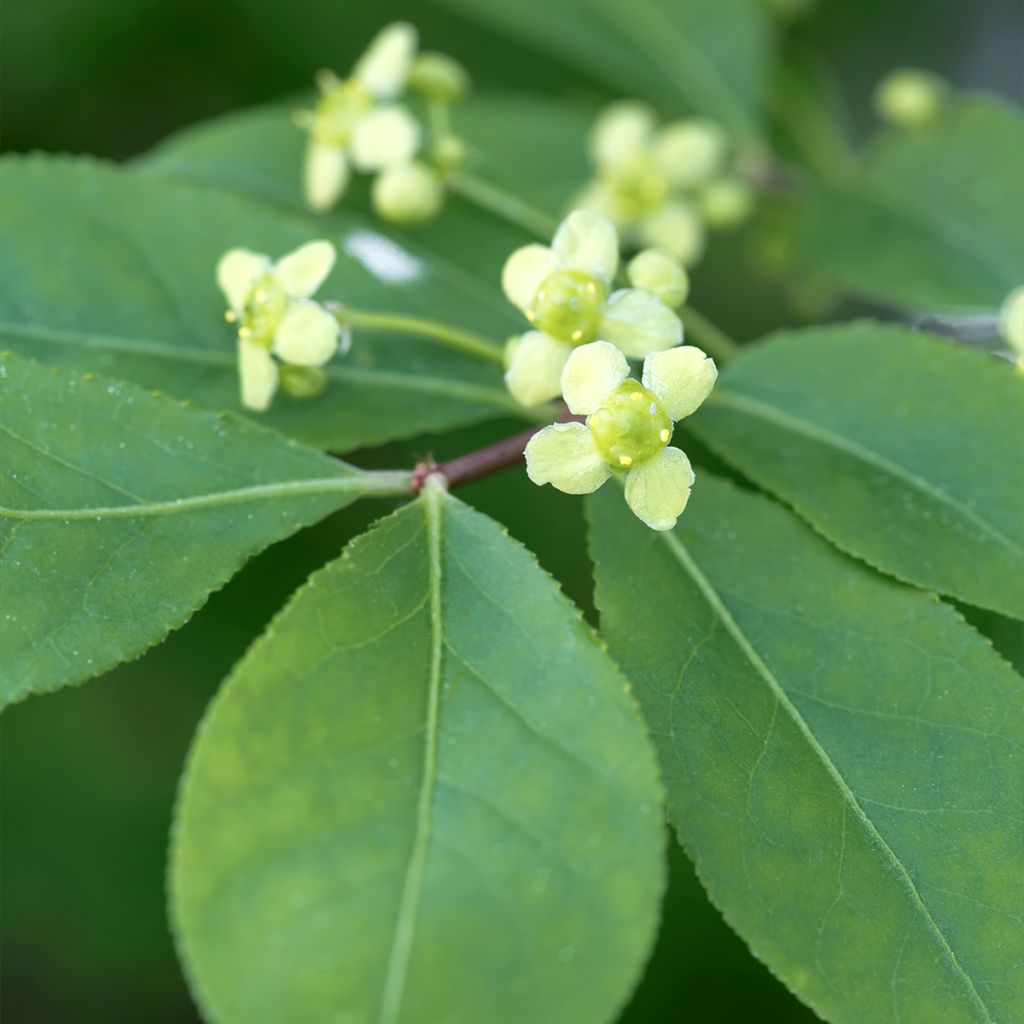 Pallesorvarinpensas - Euonymus alatus