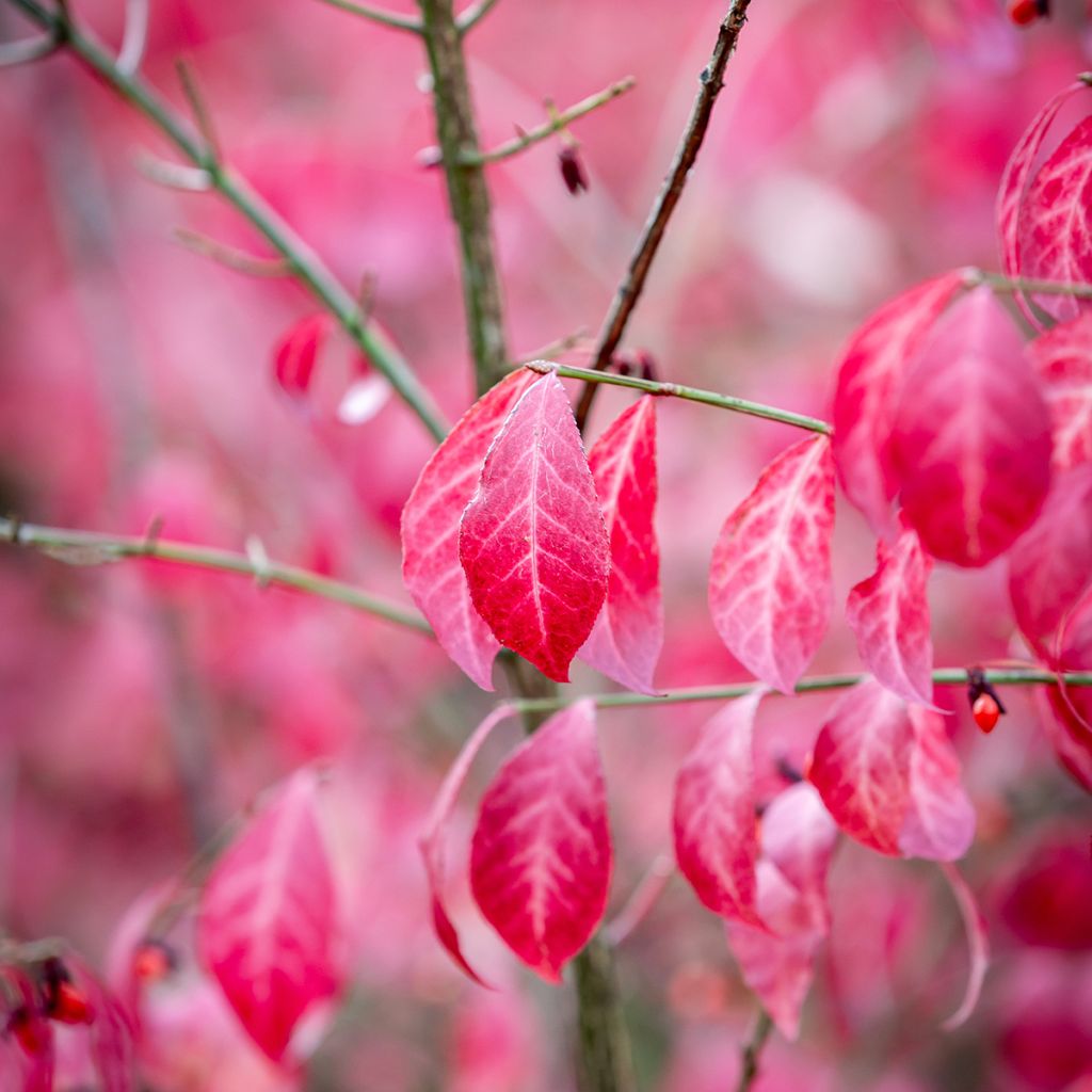 Pallesorvarinpensas - Euonymus alatus