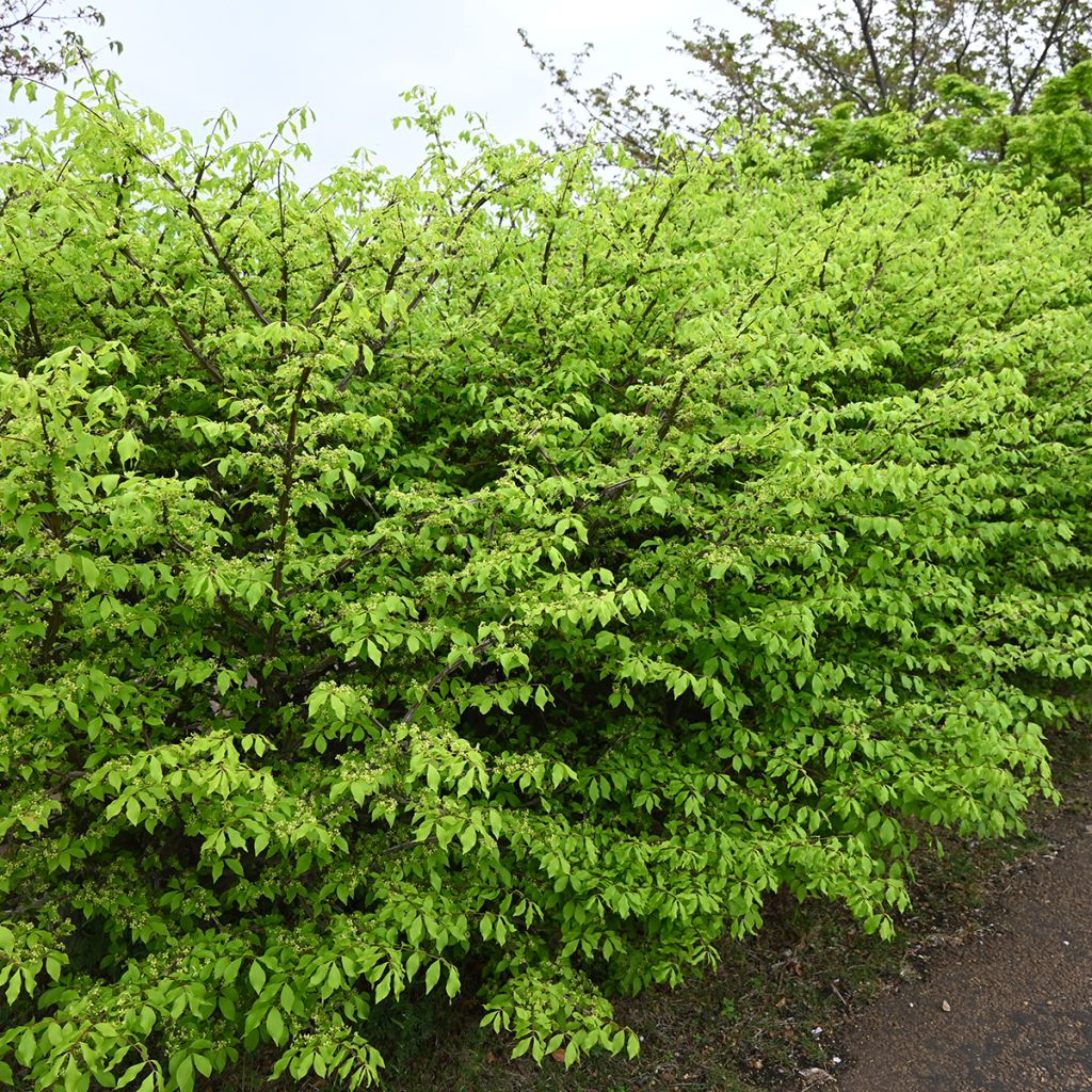 Pallesorvarinpensas - Euonymus alatus