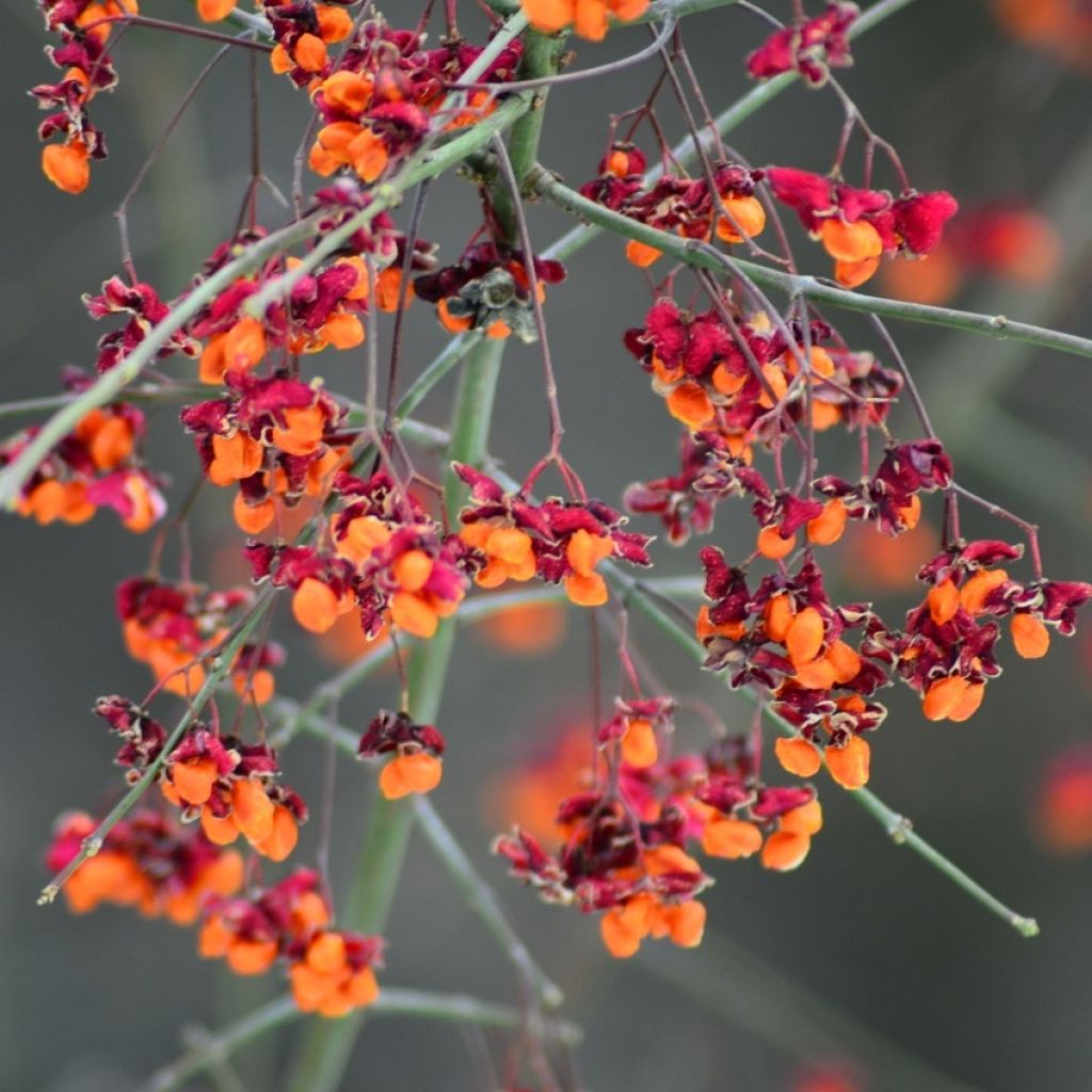 Euroopansorvarinpensas - Euonymus europaeus