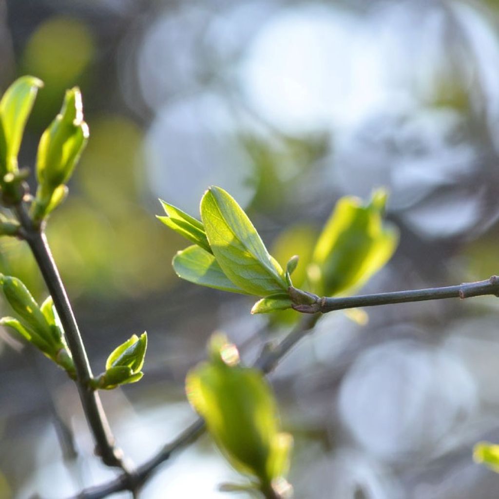 Euroopansorvarinpensas - Euonymus europaeus