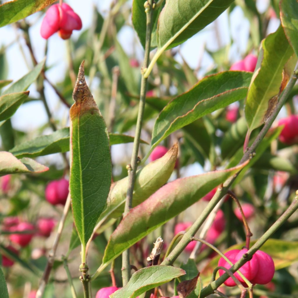 Euroopansorvarinpensas - Euonymus europaeus