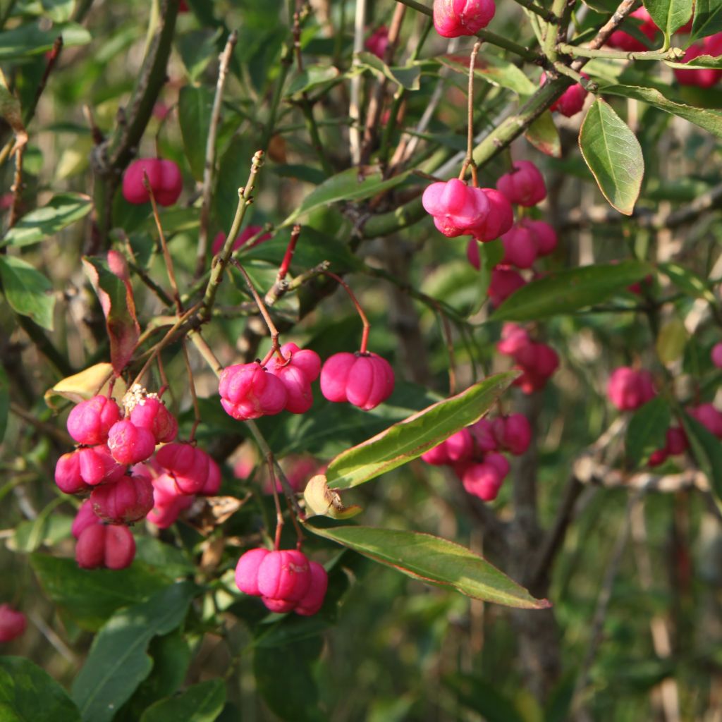Euroopansorvarinpensas - Euonymus europaeus
