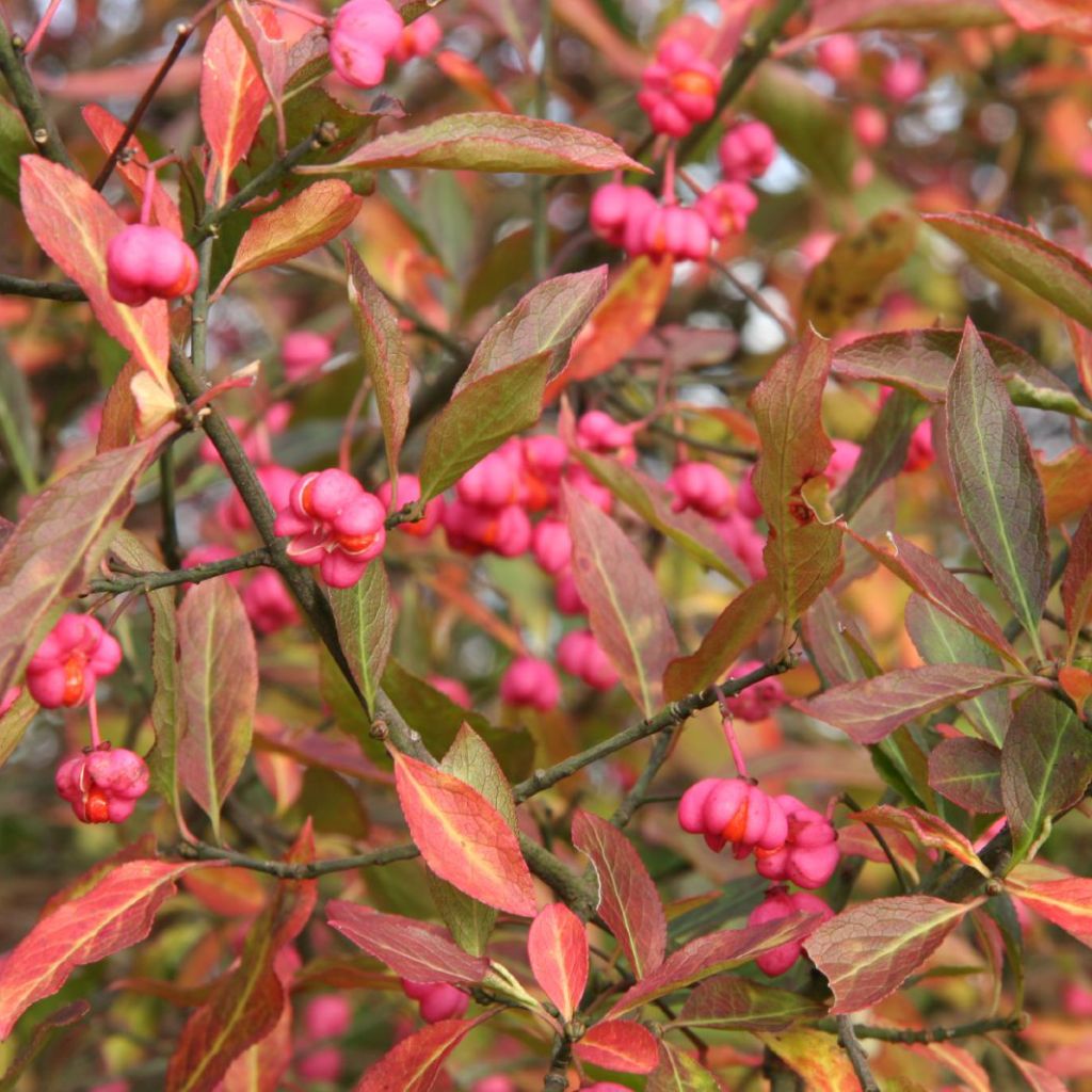 Euroopansorvarinpensas - Euonymus europaeus