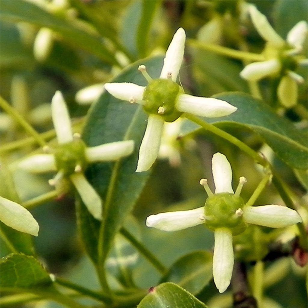 Euroopansorvarinpensas - Euonymus europaeus