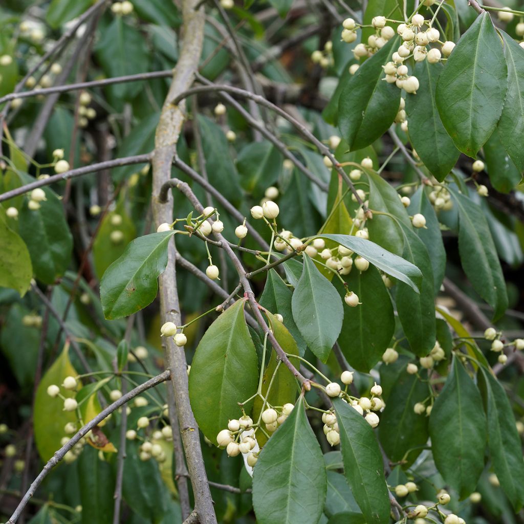 Euroopansorvarinpensas Albus