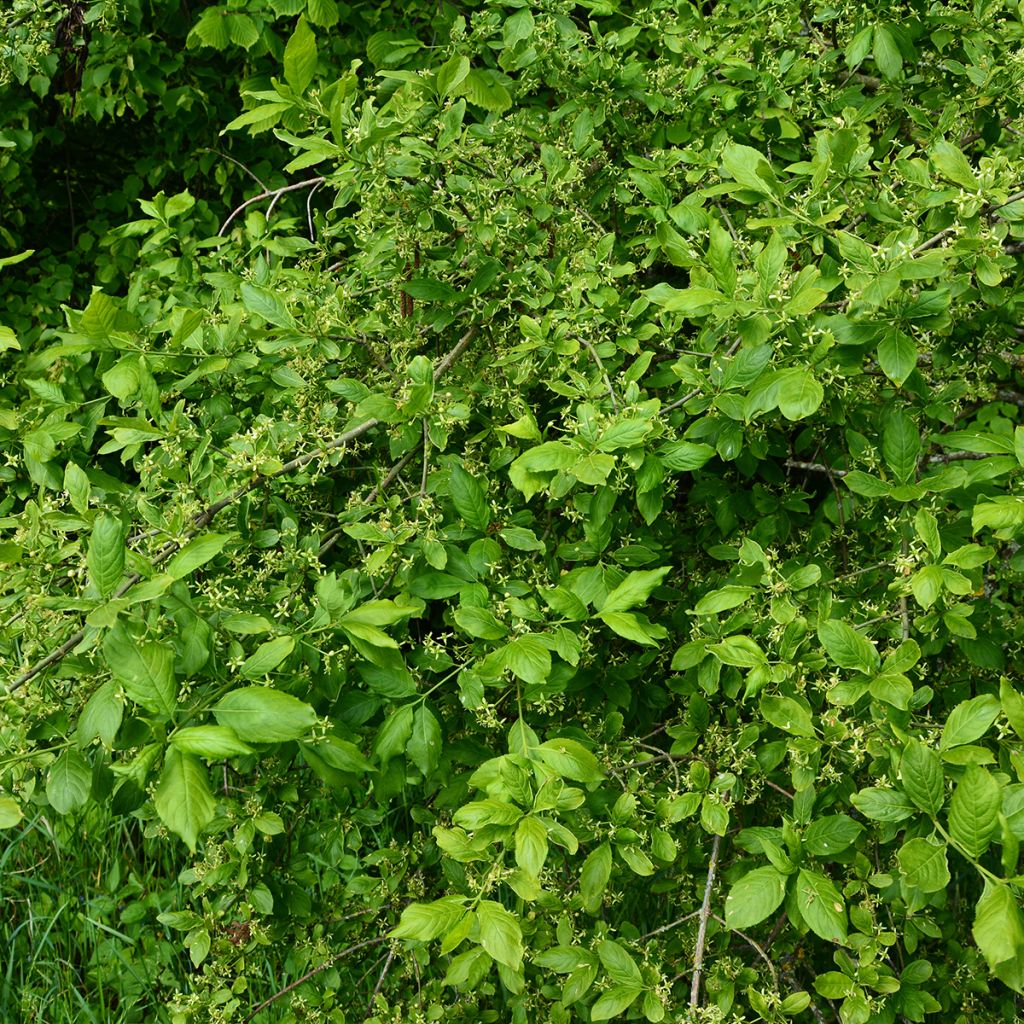 Euroopansorvarinpensas Albus