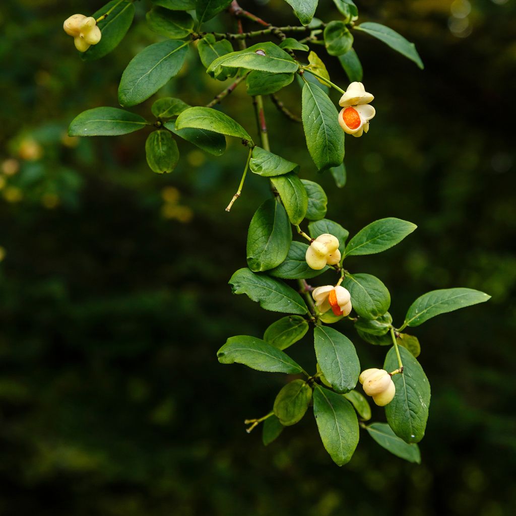 Euroopansorvarinpensas Albus