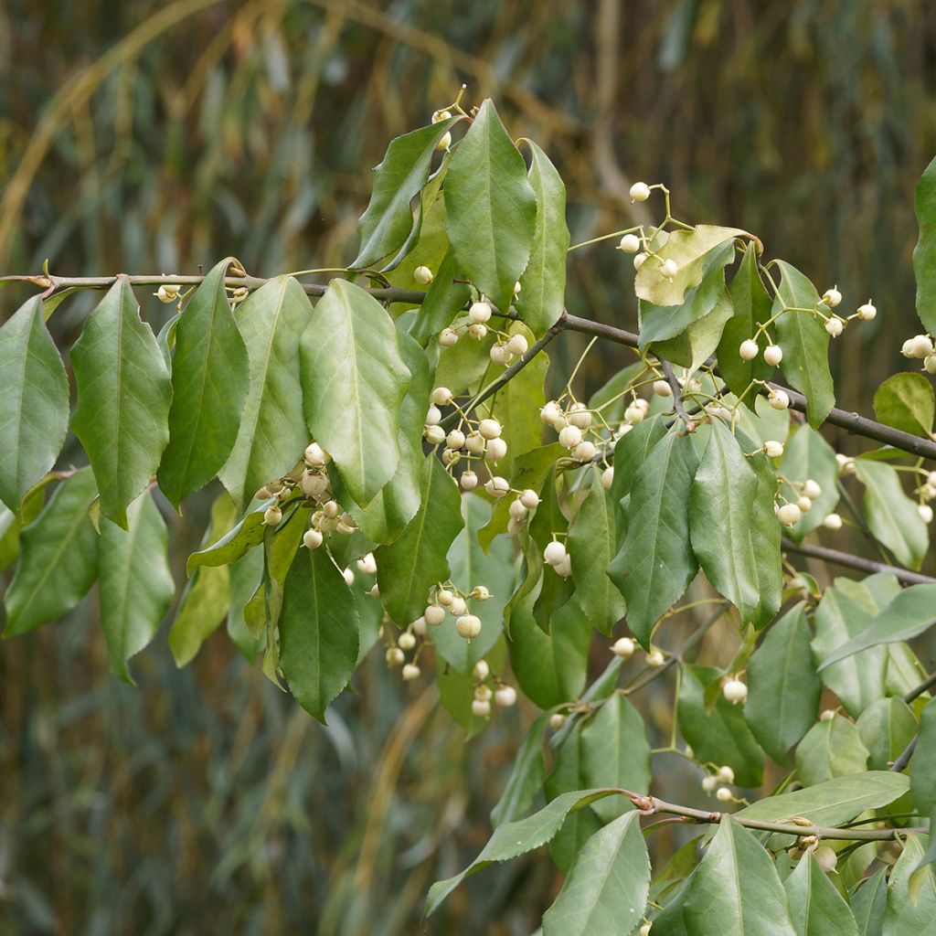 Euroopansorvarinpensas Albus