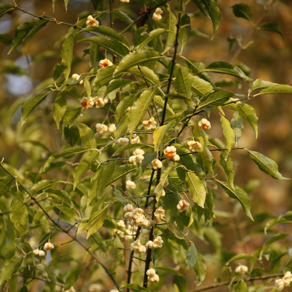 Euroopansorvarinpensas Albus