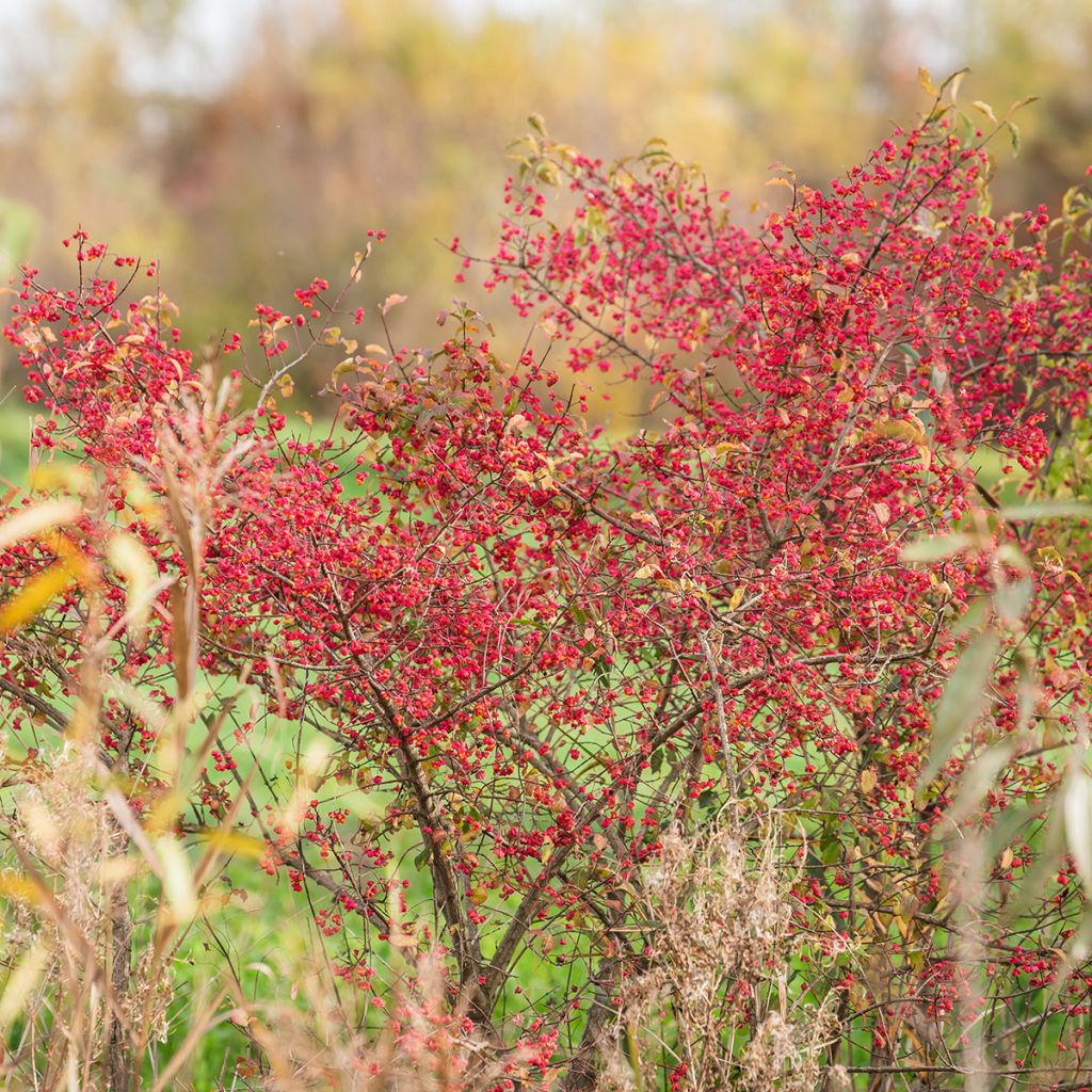 Euroopansorvarinpensas - Euonymus europaeus
