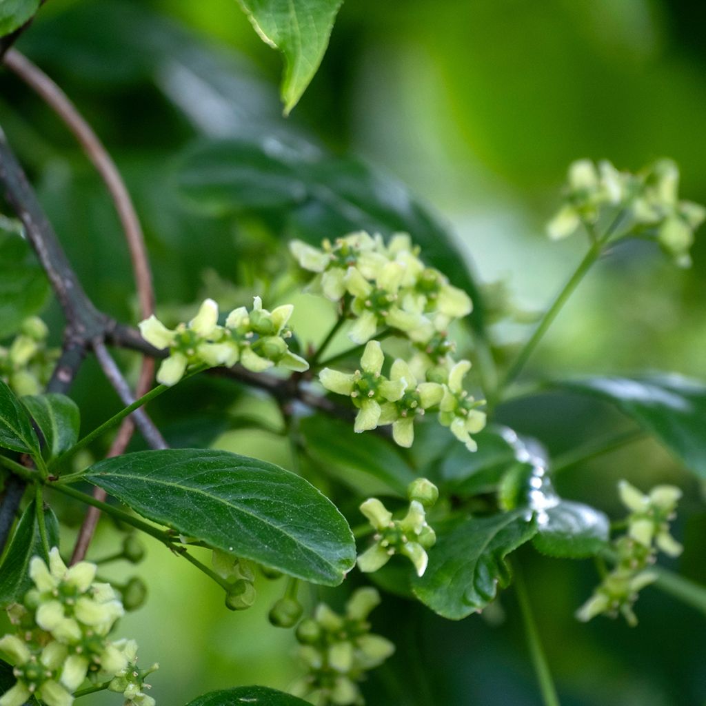 Euroopansorvarinpensas - Euonymus europaeus