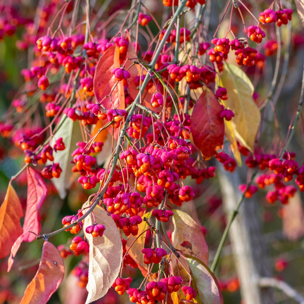 Euroopansorvarinpensas - Euonymus europaeus