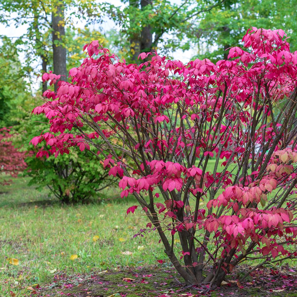 Euroopansorvarinpensas - Euonymus europaeus