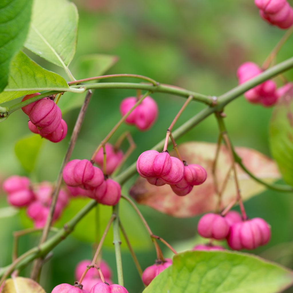 Euroopansorvarinpensas - Euonymus europaeus