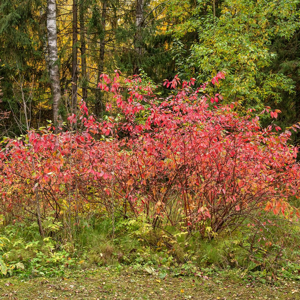 Euroopansorvarinpensas - Euonymus europaeus