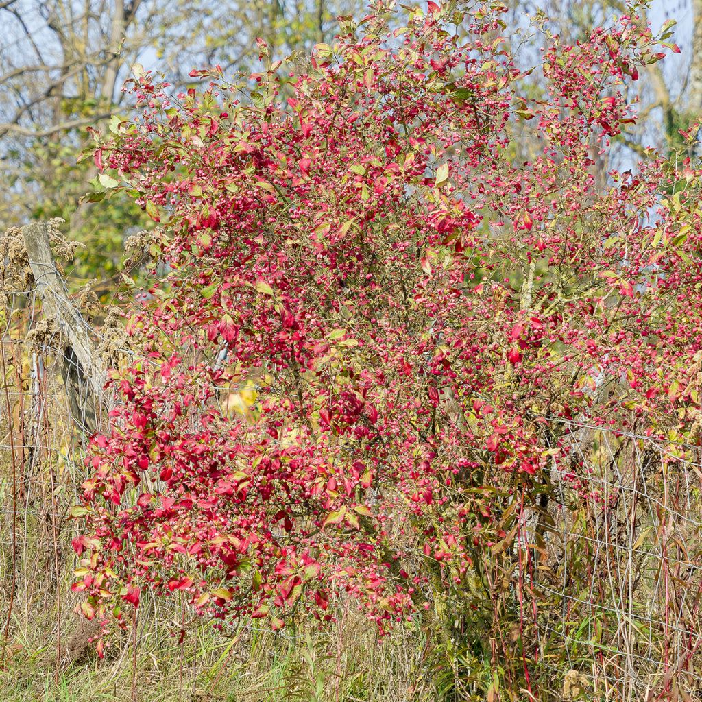 Euroopansorvarinpensas Red Cascade