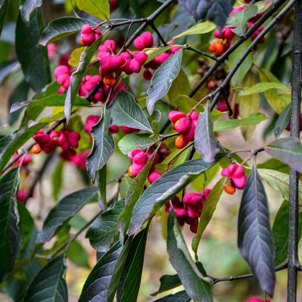Euroopansorvarinpensas Red Cascade
