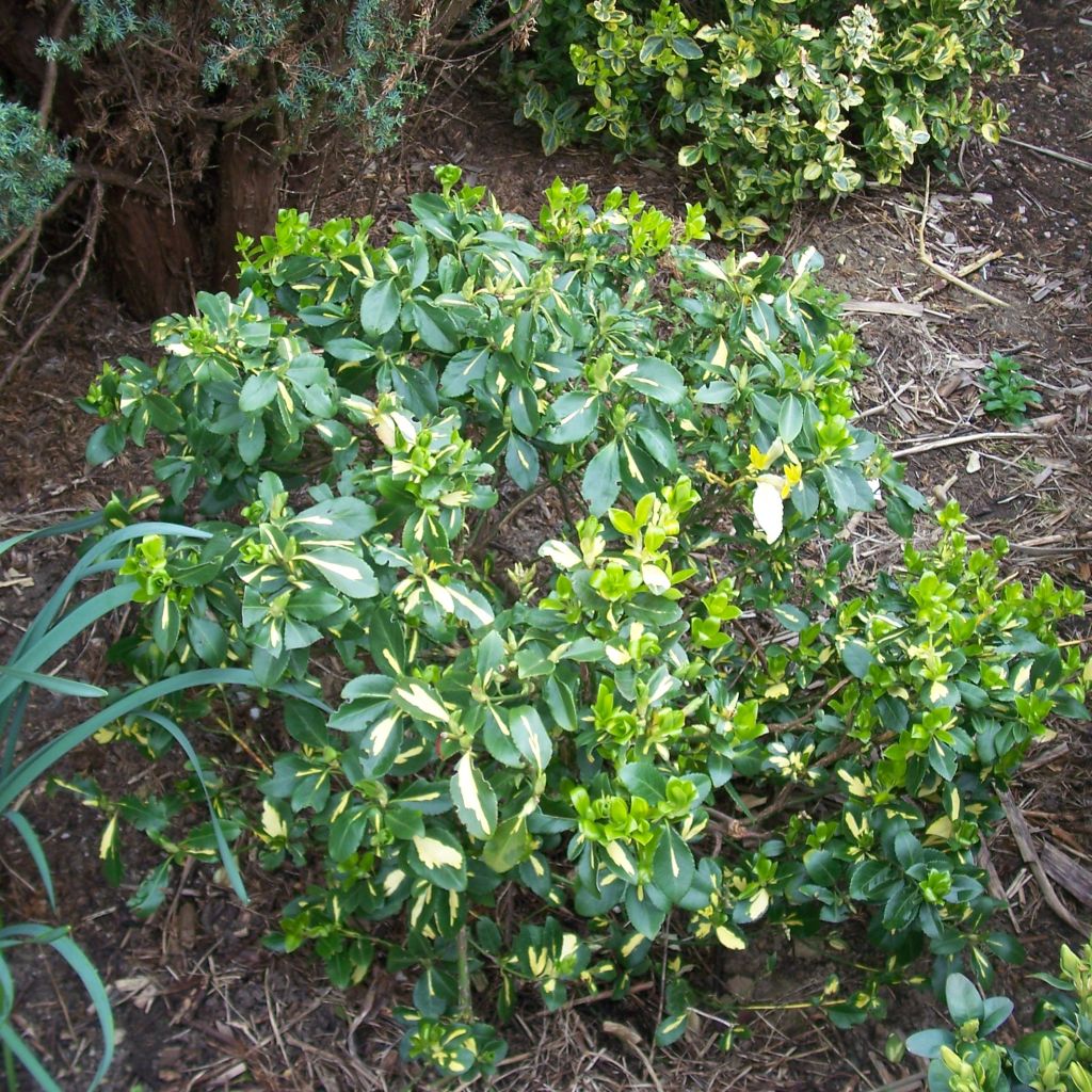 Suikerosorvarinpensas Blondy