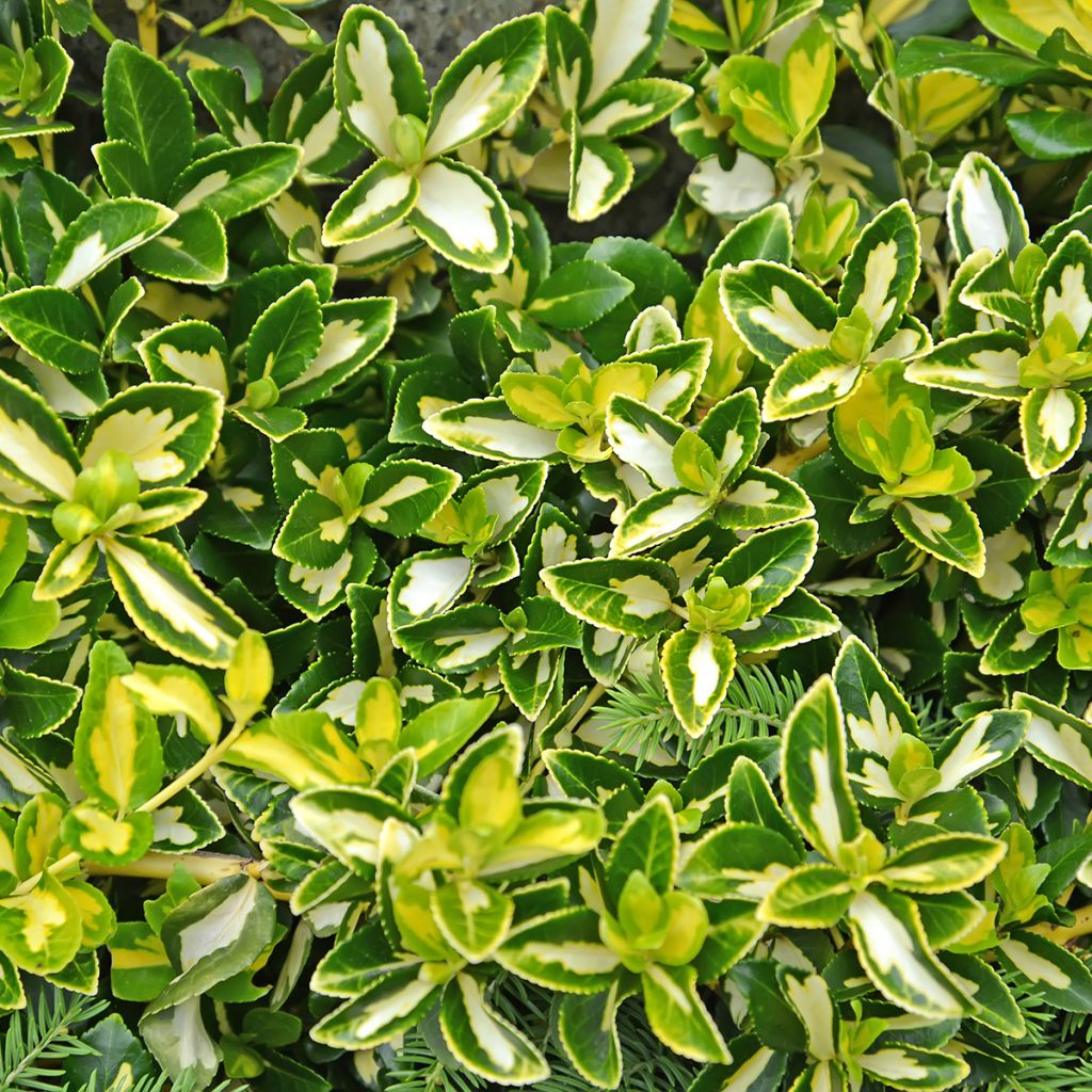 Suikerosorvarinpensas Blondy