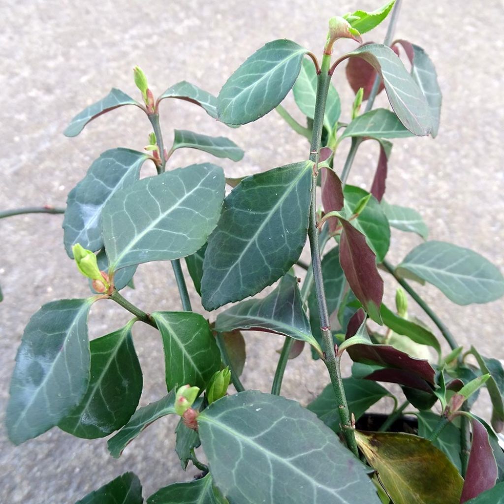 Suikerosorvarinpensas Coloratus
