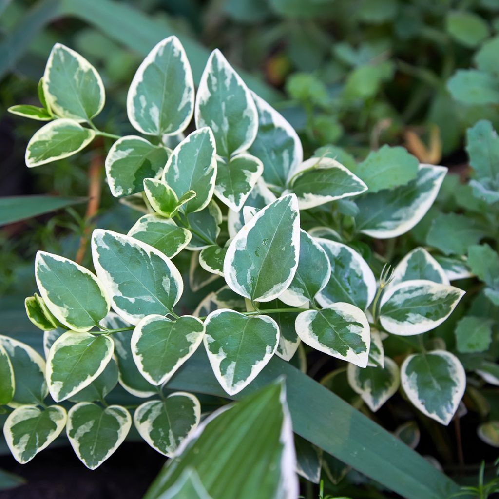Suikerosorvarinpensas Emerald Gaiety