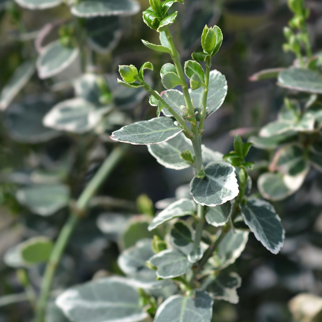 Suikerosorvarinpensas Emerald Gaiety