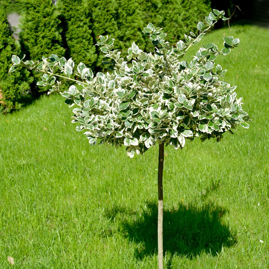 Suikerosorvarinpensas Emerald Gaiety