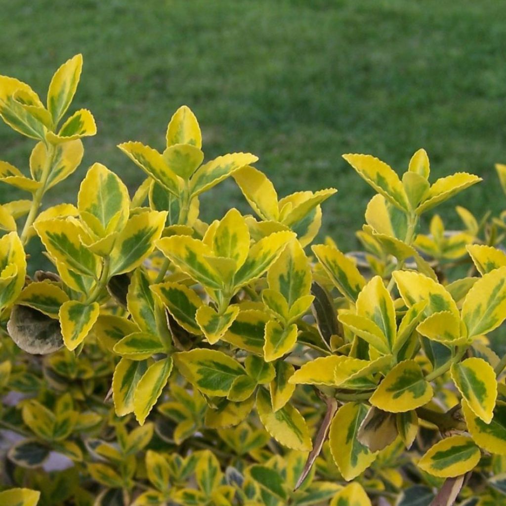 Suikerosorvarinpensas Emerald 'n gold
