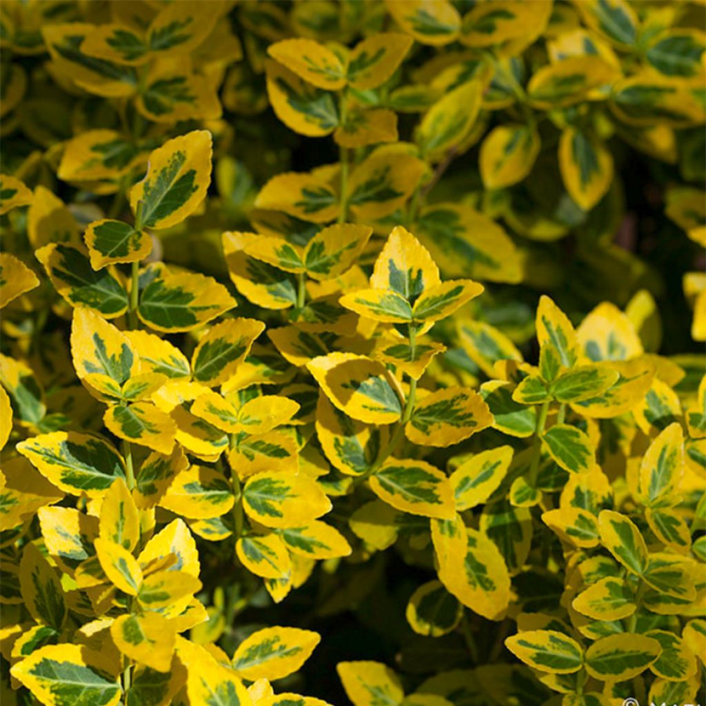 Suikerosorvarinpensas Emerald 'n gold