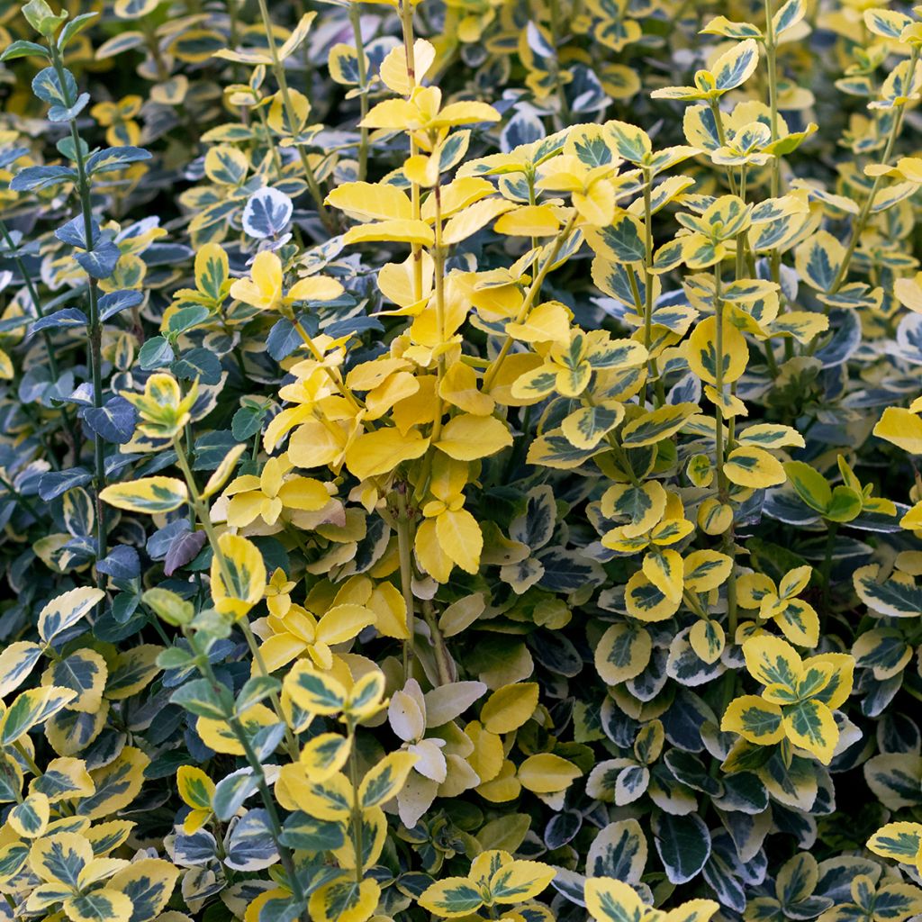 Suikerosorvarinpensas Emerald 'n gold