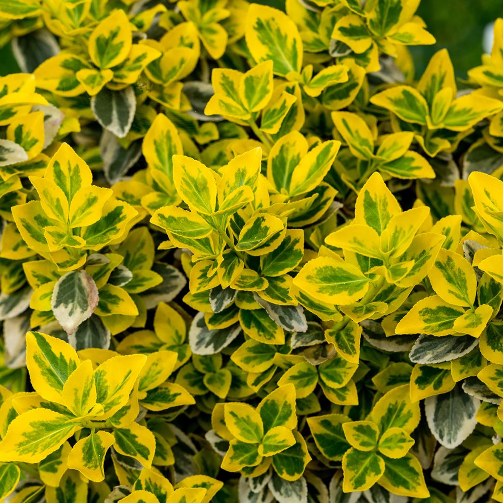 Suikerosorvarinpensas Emerald 'n gold