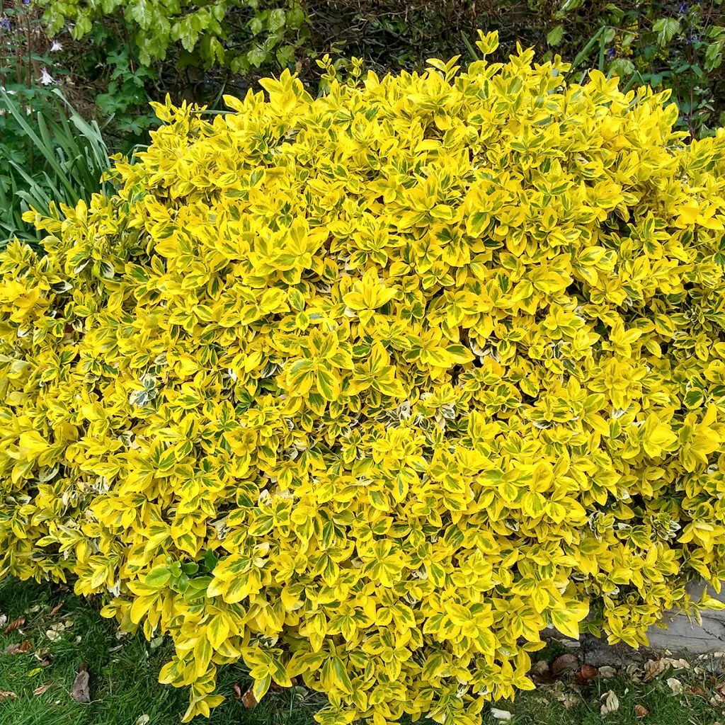 Suikerosorvarinpensas Emerald 'n gold