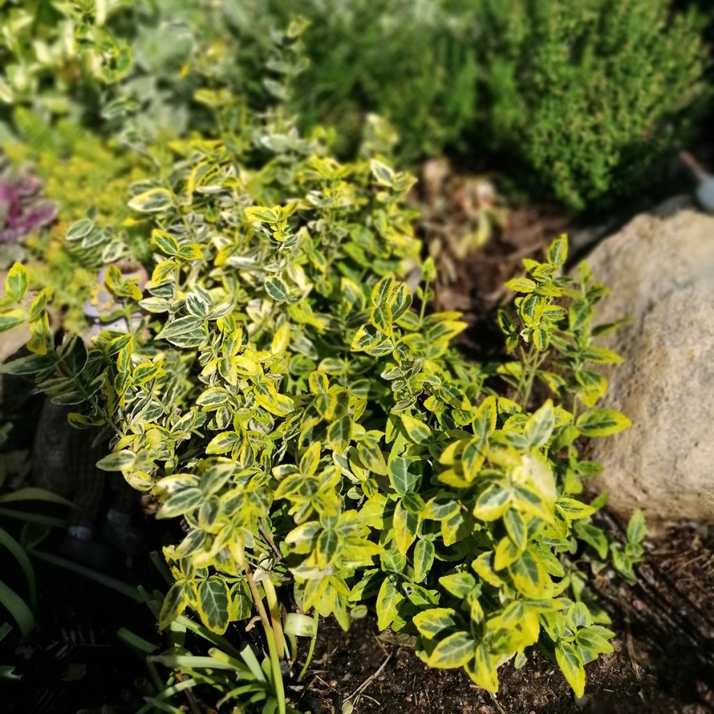 Suikerosorvarinpensas Emerald 'n gold