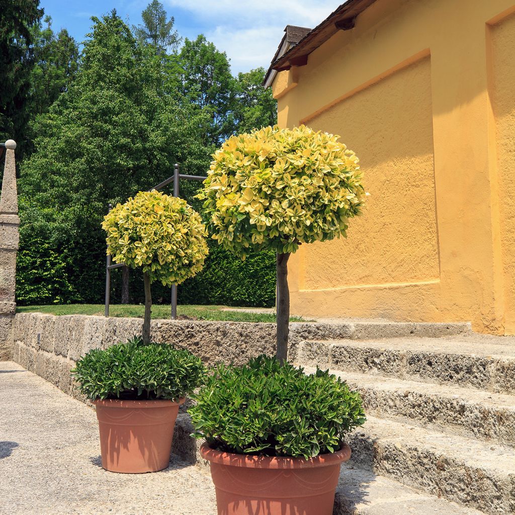 Suikerosorvarinpensas Emerald 'n gold