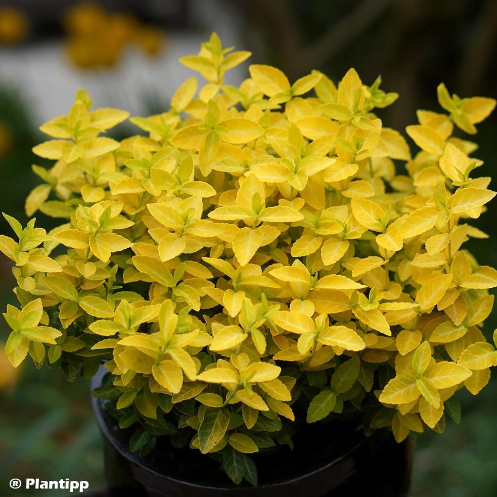 Suikerosorvarinpensas Goldy