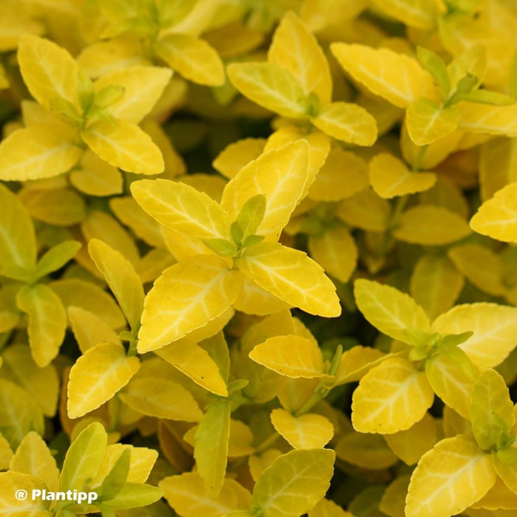 Suikerosorvarinpensas Goldy