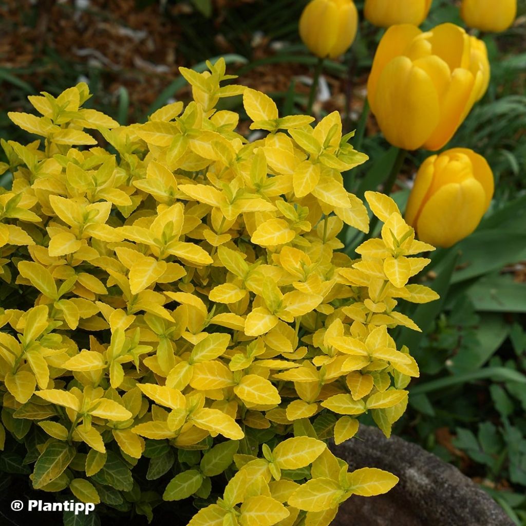 Suikerosorvarinpensas Goldy