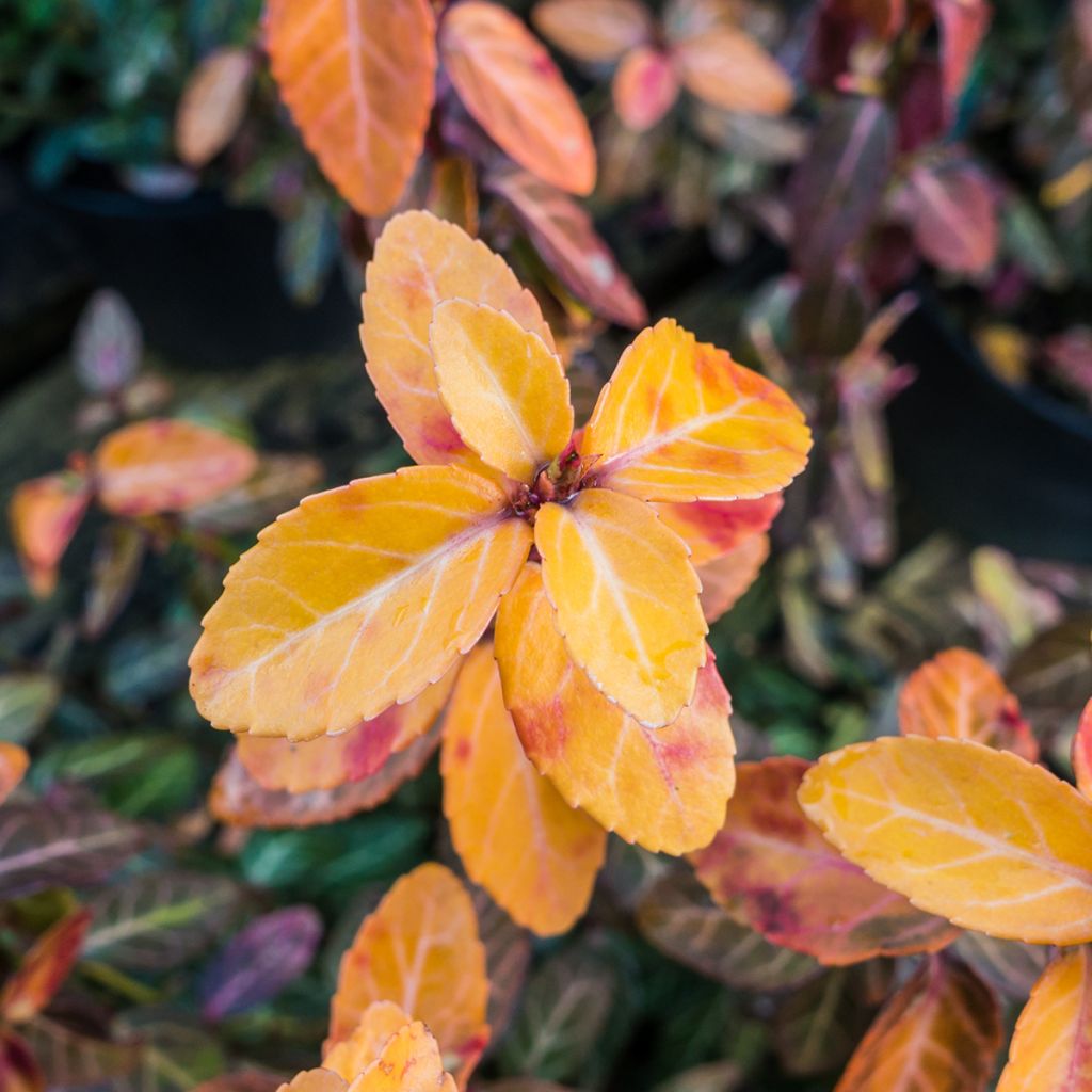 Suikerosorvarinpensas Goldy