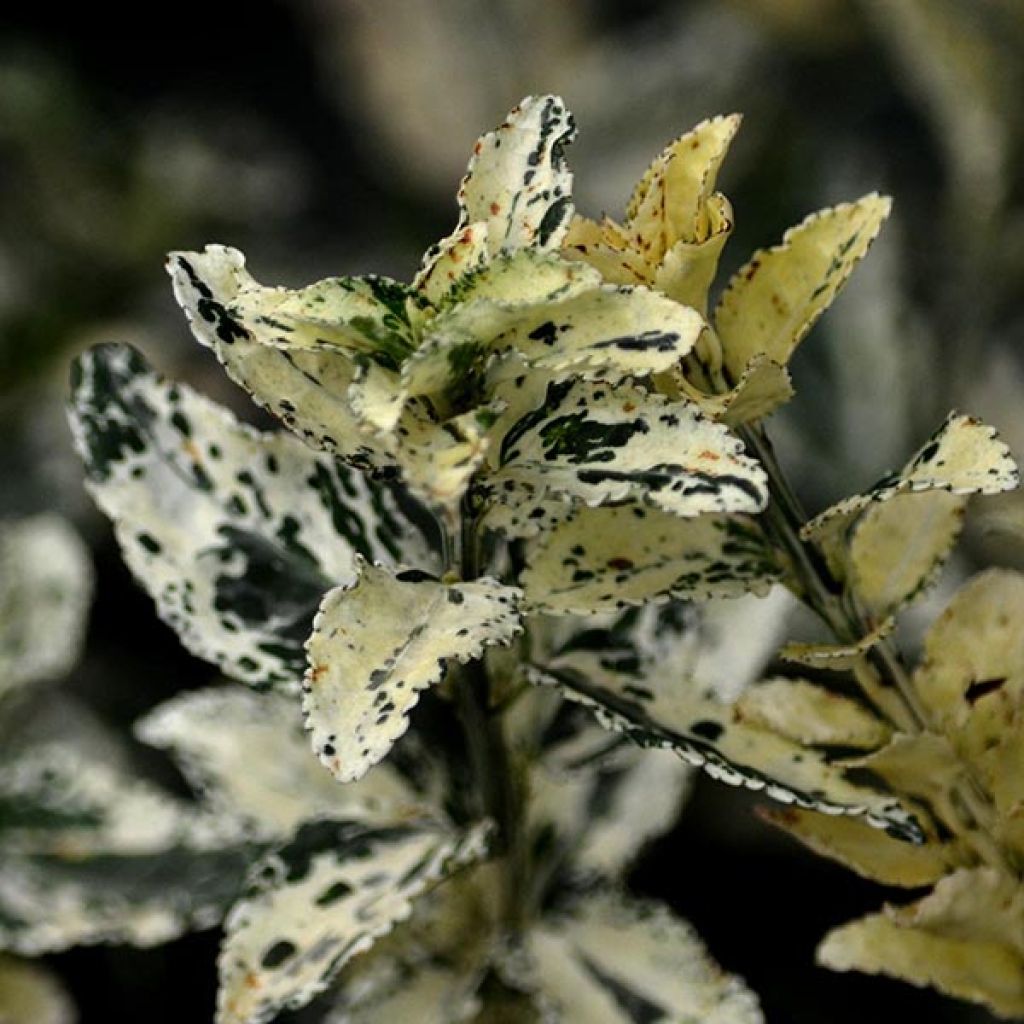 Suikerosorvarinpensas Harlequin