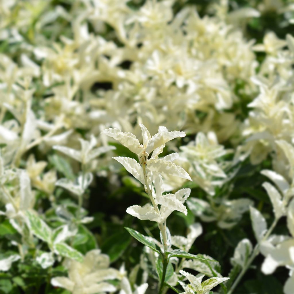 Suikerosorvarinpensas Harlequin