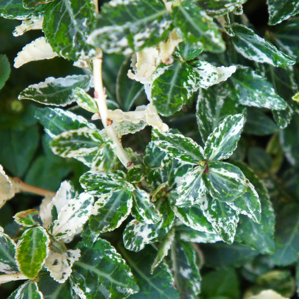Suikerosorvarinpensas Harlequin