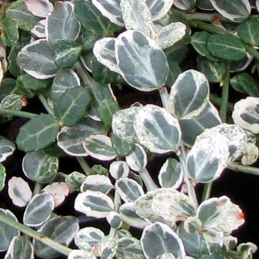 Suikerosorvarinpensas Heins Silver Carpet