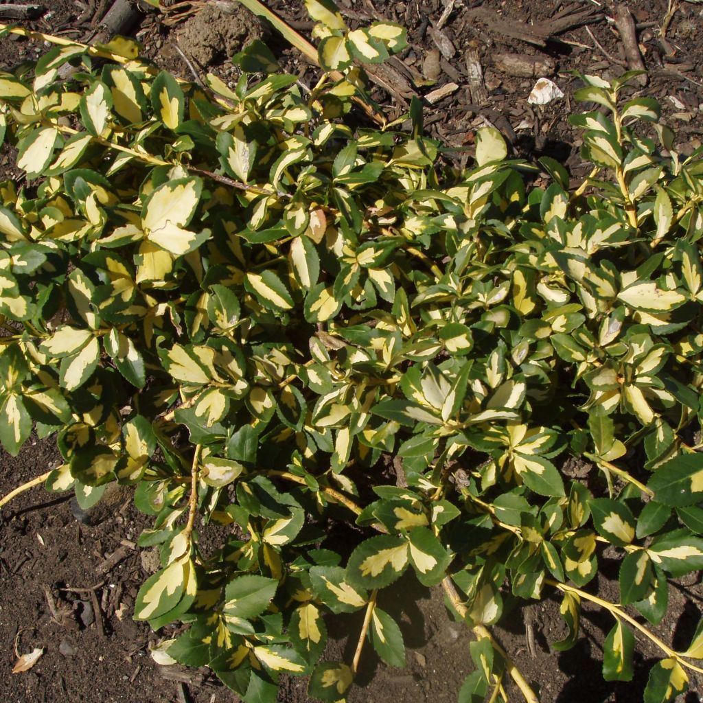 Suikerosorvarinpensas Sunspot