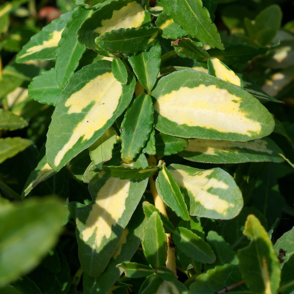 Suikerosorvarinpensas Sunspot