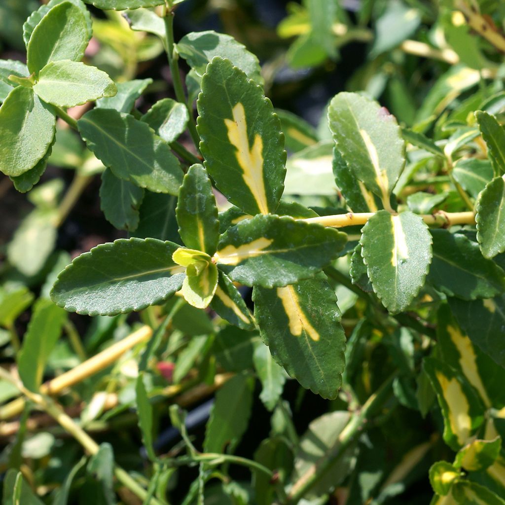 Suikerosorvarinpensas Sunspot