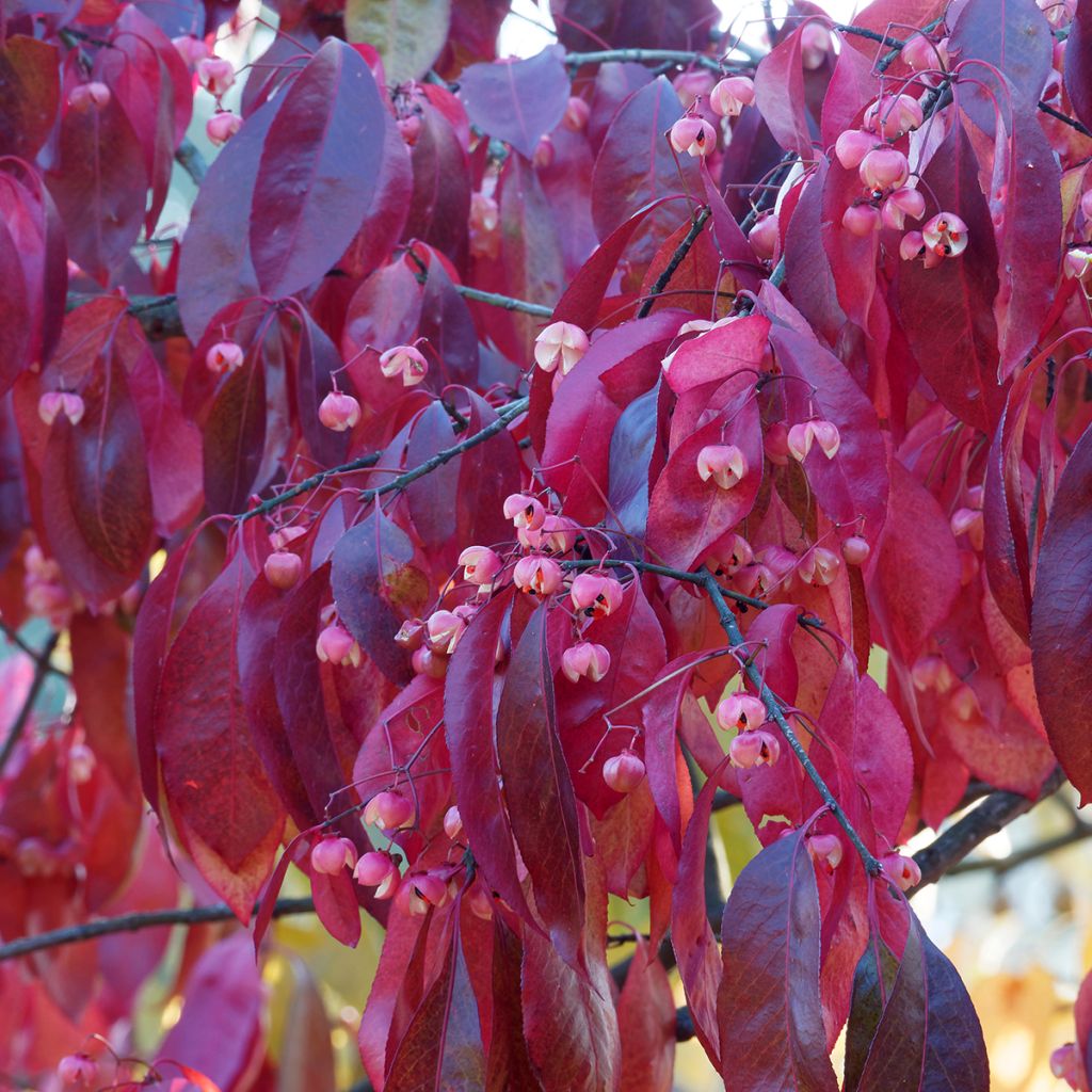 Sorvarinpensaa Red Wine