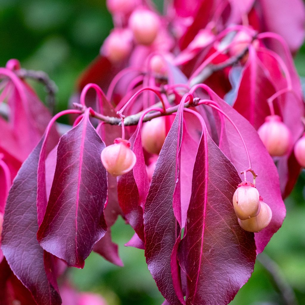 Sorvarinpensaa Red Wine